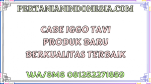 Cabai Iggo Tavi Produk Baru Berkualitas Terbaik