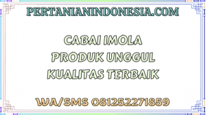 Cabai Imola Produk Unggul Kualitas Terbaik