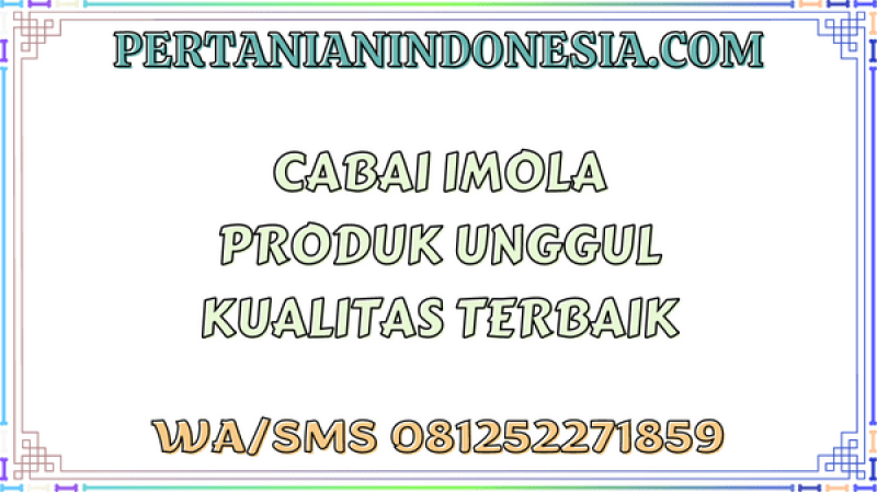 Cabai Imola Produk Unggul Kualitas Terbaik