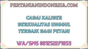 Cabai Kaliber Berkualitas Unggul Terbaik Bagi Petani