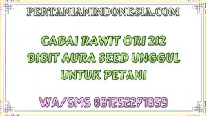 Cabai Rawit Ori 212 Bibit Aura Seed Unggul Untuk Petani