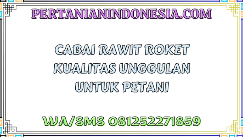 Cabai Rawit Roket Kualitas Unggulan Untuk Petani