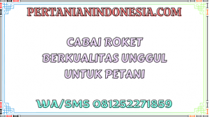 Cabai Roket Berkualitas Unggul Untuk Petani