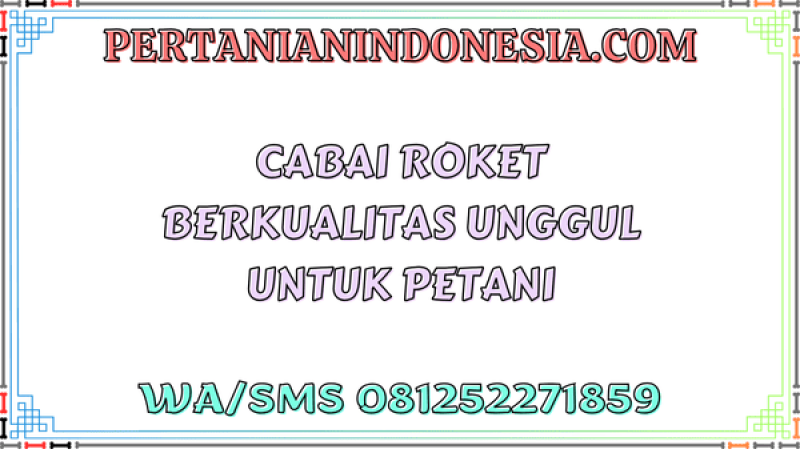 Cabai Roket Berkualitas Unggul Untuk Petani