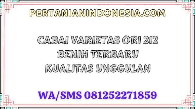 Cabai Varietas Ori 212 Benih Terbaru Kualitas Unggulan