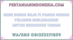 Cabe Besar Baja F1 Panah Merah Peluang Menjanjikan Untuk Bercocok Tanam