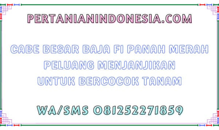 Cabe Besar Baja F1 Panah Merah Peluang Menjanjikan Untuk Bercocok Tanam