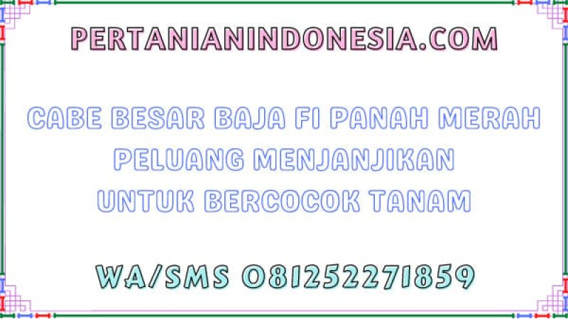 Cabe Besar Baja F1 Panah Merah Peluang Menjanjikan Untuk Bercocok Tanam