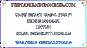 Cabe Besar Gada Evo F1 Benih Unggul Untuk Hasil Menguntungkan