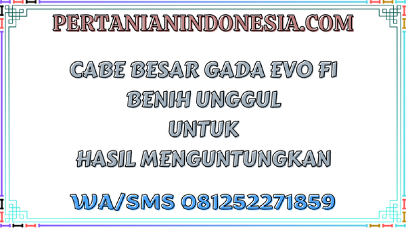 Cabe Besar Gada Evo F1 Benih Unggul Untuk Hasil Menguntungkan
