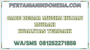 Cabe Besar Musim Hujan Murah Kualitas Terbaik