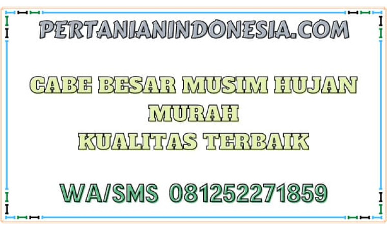 Cabe Besar Musim Hujan Murah Kualitas Terbaik