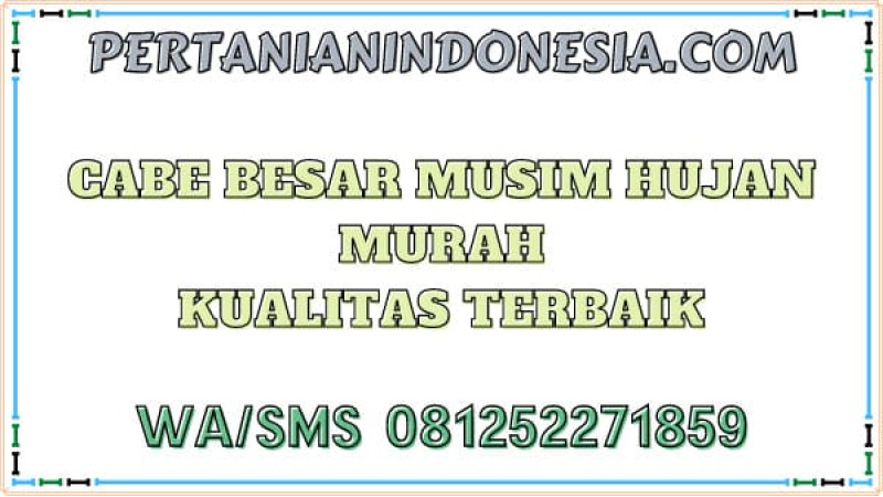 Cabe Besar Musim Hujan Murah Kualitas Terbaik