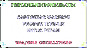 Cabe Besar Warrior Produk Terbaik Untuk Petani