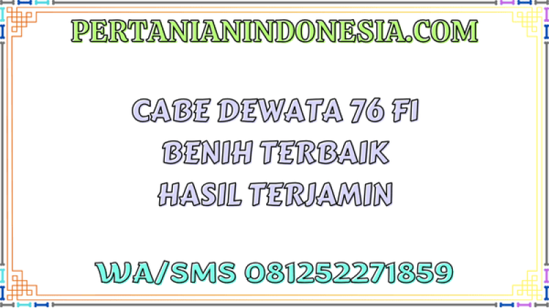 Cabe Dewata 76 F1 Benih Terbaik Hasil Terjamin