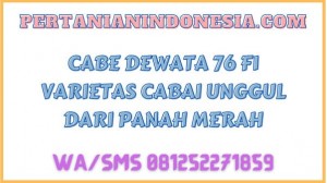 Cabe Dewata 76 F1 Varietas Cabai Unggul Dari Panah Merah