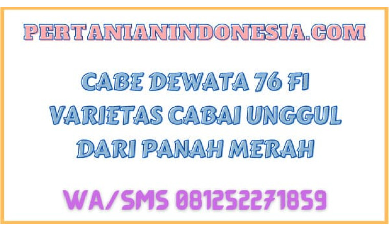 Cabe Dewata 76 F1 Varietas Cabai Unggul Dari Panah Merah