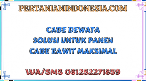 Cabe Dewata Solusi Untuk Panen Cabe Rawit Maksimal