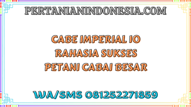 Cabe Imperial 10 Rahasia Sukses Petani Cabai Besar