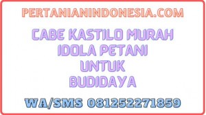 Cabe Kastilo Murah Idola Petani Untuk Budidaya