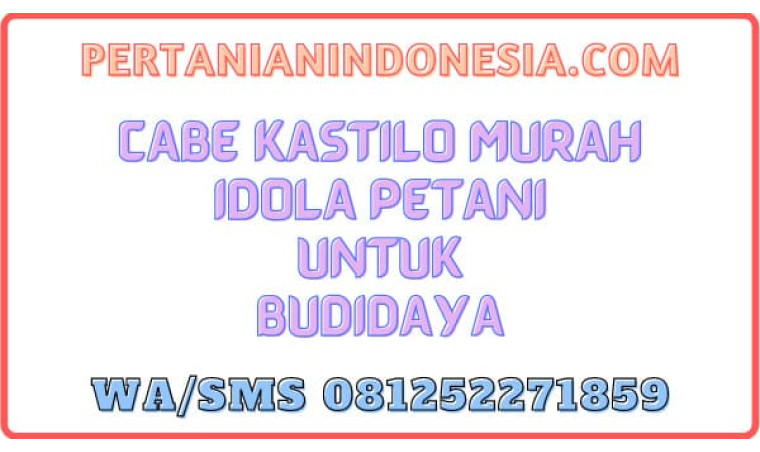 Cabe Kastilo Murah Idola Petani Untuk Budidaya