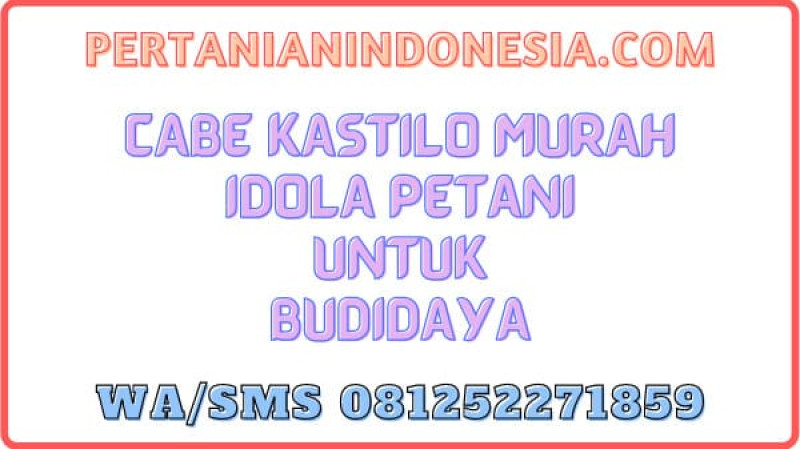 Cabe Kastilo Murah Idola Petani Untuk Budidaya