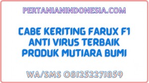 Cabe Keriting Farux F1 Anti Virus Terbaik Produk Mutiara Bumi