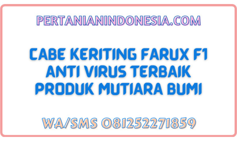 Cabe Keriting Farux F1 Anti Virus Terbaik Produk Mutiara Bumi