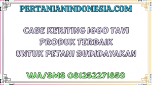 Cabe Keriting Iggo Tavi Produk Terbaik Untuk Petani Budidayakan