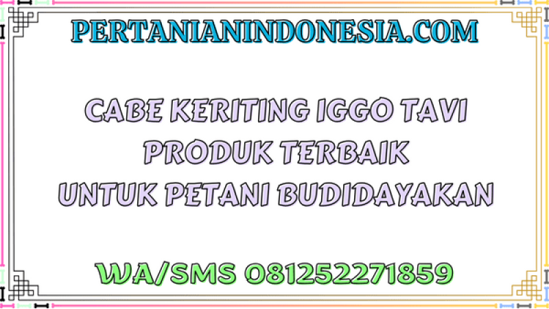 Cabe Keriting Iggo Tavi Produk Terbaik Untuk Petani Budidayakan