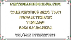 Cabe Keriting Nero Tavi Produk Terbaik Terbaru Dari Halbanero