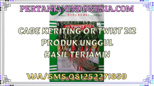 Cabe Keriting OR Twist 212 Produk Unggul Hasil Terjamin