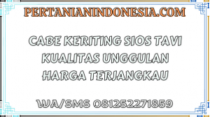 Cabe Keriting Sios Tavi Kualitas Unggulan Harga Terjangkau