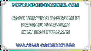 Cabe Keriting Tangguh F1 Produk Unggulan Kualitas Terjamin