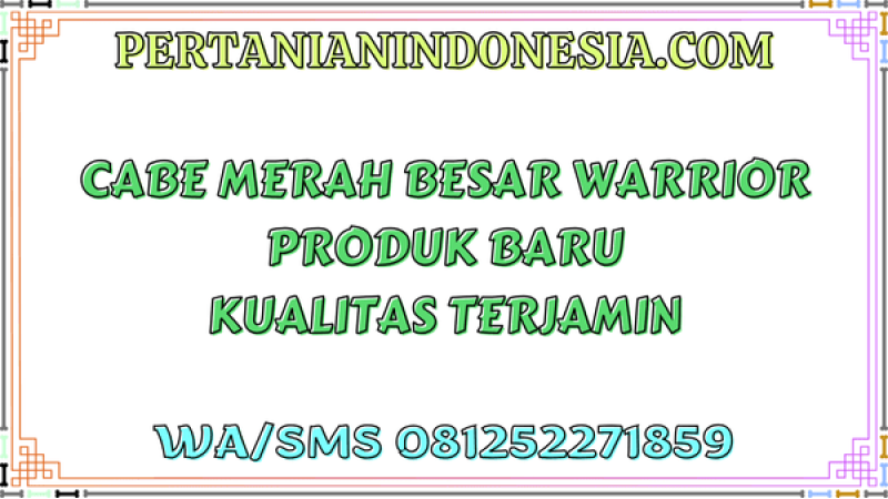 Cabe Merah Besar Warrior Produk Baru Kualitas Terjamin