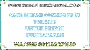 Cabe Merah Cosmos 29 F1 Terbaik Untuk Petani Budidayakan