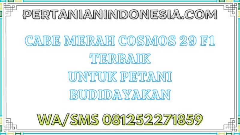 Cabe Merah Cosmos 29 F1 Terbaik Untuk Petani Budidayakan