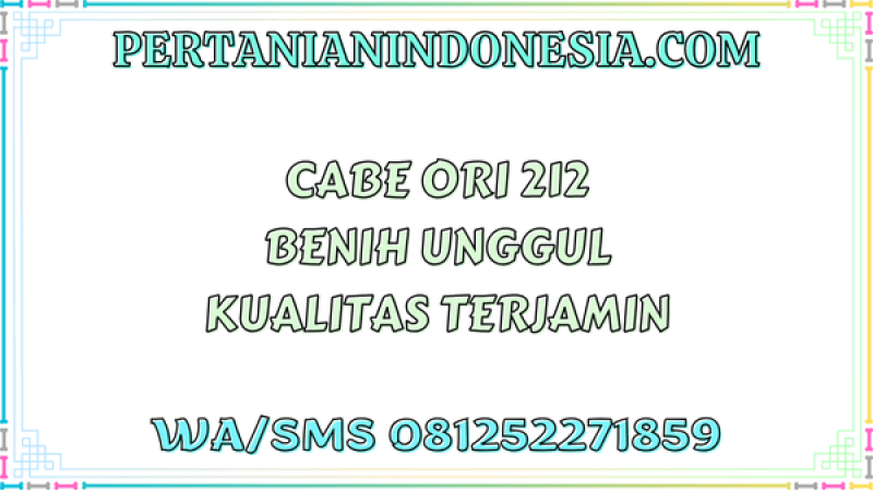 Cabe Ori 212 Benih Unggul Kualitas Terjamin