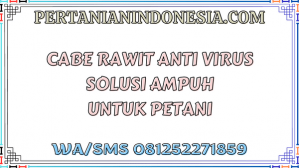 Cabe Rawit Anti Virus Solusi Ampuh Untuk Petani