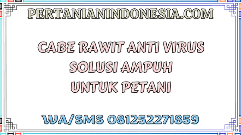 Cabe Rawit Anti Virus Solusi Ampuh Untuk Petani