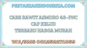 Cabe Rawit Asmoro 43-PNC Cap Kelud Terbaru Harga Murah