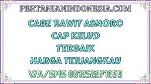 Cabe Rawit Asmoro Cap Kelud Terbaik Harga Terjangkau
