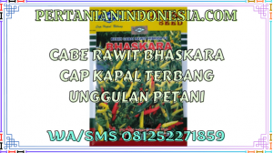 Cabe Rawit Bhaskara Cap Kapal Terbang Unggulan Petani