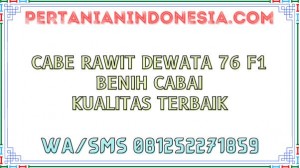 Cabe Rawit Dewata 76 F1 Benih Cabai Kualitas Terbaik