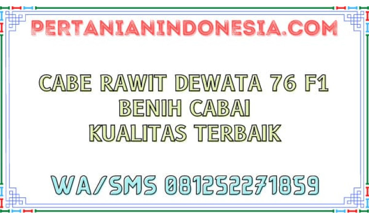 Cabe Rawit Dewata 76 F1 Benih Cabai Kualitas Terbaik
