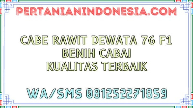 Cabe Rawit Dewata 76 F1 Benih Cabai Kualitas Terbaik
