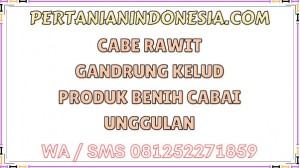 Cabe Rawit Gandrung Kelud Produk Benih Cabai Unggulan