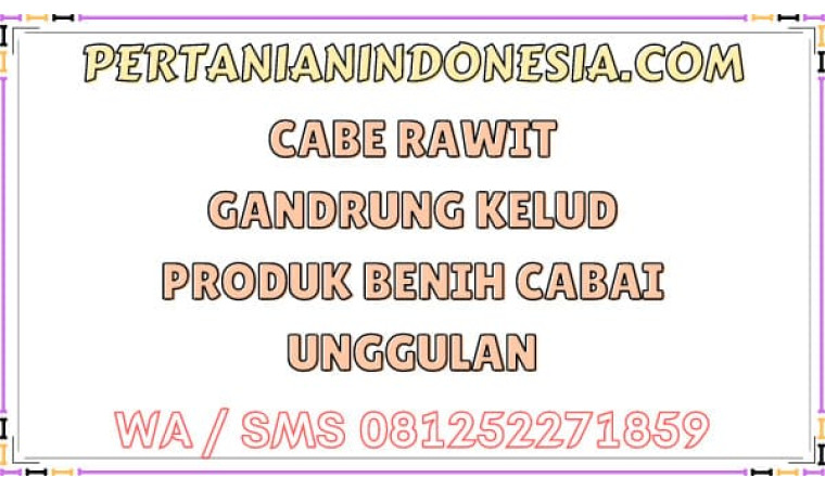 Cabe Rawit Gandrung Kelud Produk Benih Cabai Unggulan