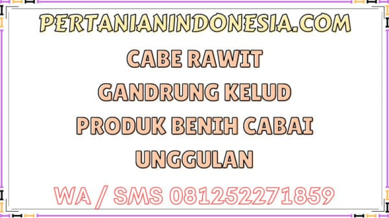 Cabe Rawit Gandrung Kelud Produk Benih Cabai Unggulan