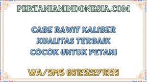 Cabe Rawit Kaliber Kualitas Terbaik Cocok Untuk Petani